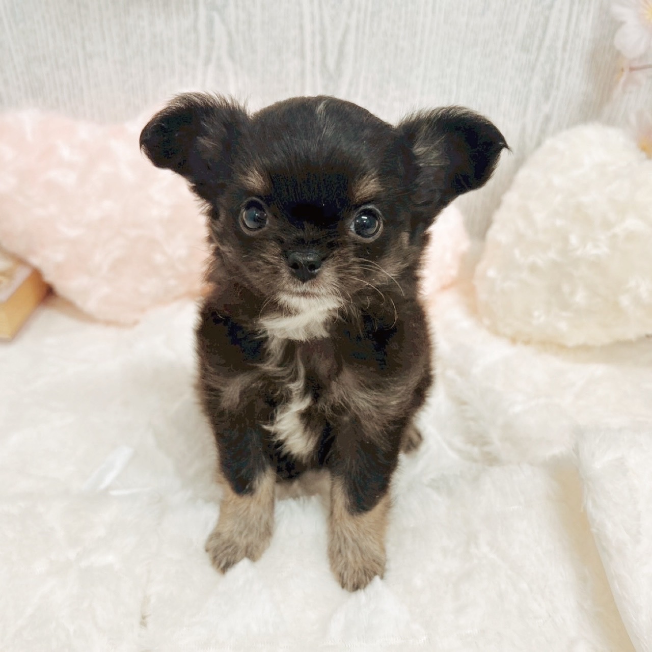 🌟新入り仔犬ちゃんのご紹介🌟 | ペットショップ 犬の家&猫の里